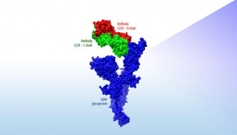 加大柏克萊Lawrence Livermore國家實驗室以電腦推算對於沙士冠狀病毒有中和作用的S230抗體，如何與新冠狀病毒的表面蛋白互動。