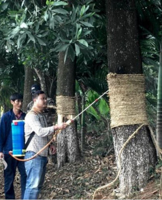 工人對162棵樹進行保活。