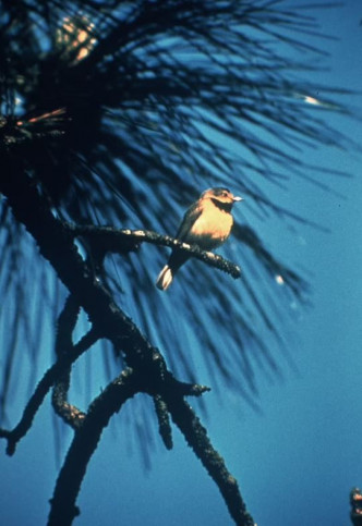 已絕種物種 : Bachman's Warbler