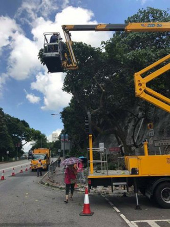大埔運頭角里今日有修樹工程。Facebook圖片