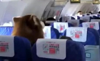 南方航空客機經濟艙坐了隻阿拉斯加犬 。網上圖片