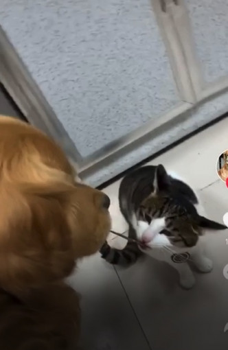 狗狗與貓分享零食。（影片截圖）