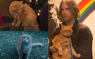 今年6月流浪猫Bob因车祸不幸离世，电影《遇见街猫Bob》是它在大银幕的最后演出。