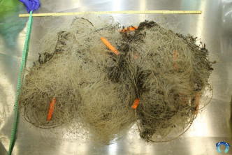 流刺网净重大约3.5公斤。海洋动物影像解剖研究小组FB图片