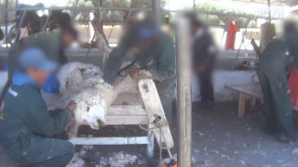 秘魯羊駝慘遭虐待剃毛。影片截圖