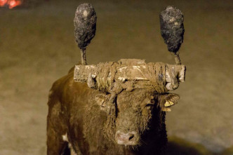公牛的角被綁兩根包著焦油球的火把，並在身上塗滿污泥。 網圖