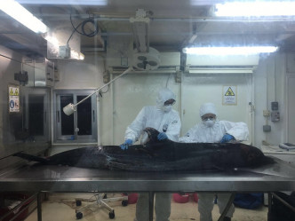 香港海洋公園保育基金今晚解剖檢驗海豚死因。相片由香港海洋公園保育基金提供