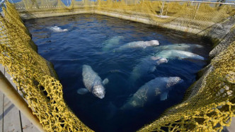 俄羅斯早前破獲環境狹窄的鯨魚監獄。網上圖片