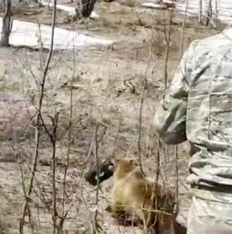 俄羅斯有棕熊搶劫獵人的午餐後逃入森林。網上圖片
