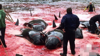 法罗群岛屠杀鲸鱼传统 杀鲸鱼过冬。网图