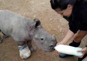 犀牛寶寶在一個野生動物庇護所療養。 網圖