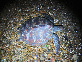 綠海龜Thunder。海洋公園圖片