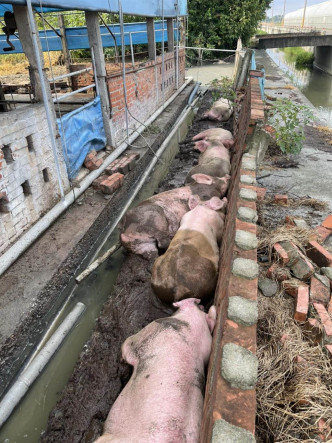 幾頭出走的豬躺在泥巴堆大覺瞓。中時