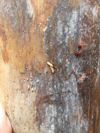 枯萎松樹樹身有樹皮甲蟲幼蟲。政府新聞處圖片