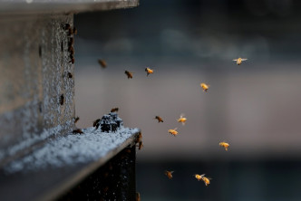 时代广场附近一幢大厦天台外墙出现了一个蜂巢，聚集了大量蜜蜂。