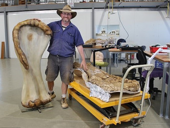 新品种恐龙目前为澳洲已知的最大型恐龙。网上图片