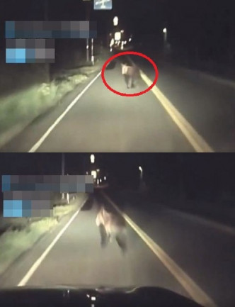 日本北海道一名驾车人士上月深夜驶经日高町时，不慎撞到了一头在路中央的小熊。网图