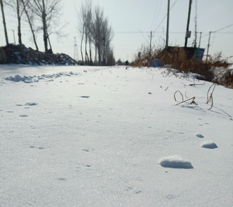 東北地區迎來初雪。網上圖片