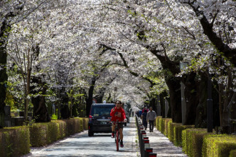 東京的櫻花上周初宣告「滿開」。AP資料圖片