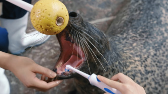 护理员每日为海豹刷 牙及检查口腔，保持口腔卫生。海洋公园提供