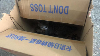 网民发现一只幼猫受困老鼠胶。天下猫猫一样猫群组图片