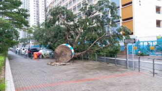 柴灣大榕樹倒塌露鋼筋。網上圖片