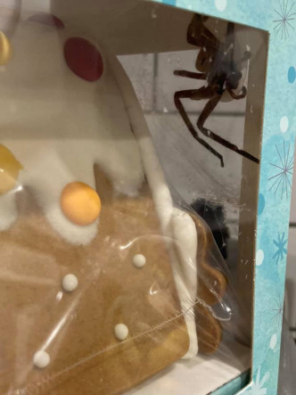 澳洲母亲买姜饼屋时惊觉一只大蜘蛛在内筑巢。网图