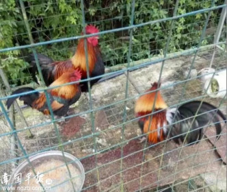 該動物園展出的所謂野生動物，不是活雞就是活鴨、烏龜。網上圖片