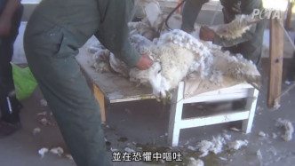秘魯羊駝慘遭虐待剃毛。影片截圖