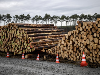 Tesla砍伐森林建厂计划被叫停。AP