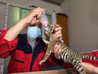 虎狮虎兽宝宝被饲养员人工饲养得以存活。网图