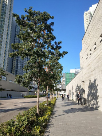 金蒲桃的基本屬性適合香港街道的環境，包括能抵受路邊污染、較少蟲害疾病、耐風、耐旱等。發展局提供