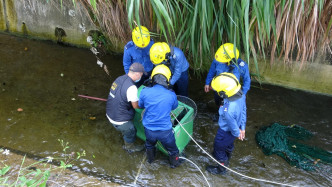 消防及渔护署人员爬落引水道救起小赤麂。