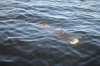本周一（12日）在法尔茅斯发现4.5米长的姥鲨。