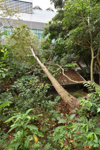 一棵约15米高的大树突然塌下，压住写字楼的顶部。 杨伟亨摄