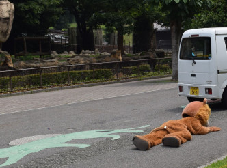 爱媛县Tobe动物园近日进行「动物逃脱演习」。Twitter图片