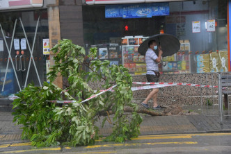 路边只见有大树倒下,无严重损毁。