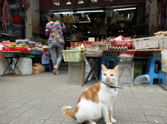 爱民猫王国Facebook图片