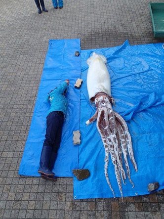 巨型墨魚有3.4米長。島根Aquas水族館facebook