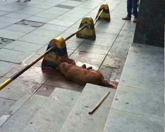 金毛犬被打死。