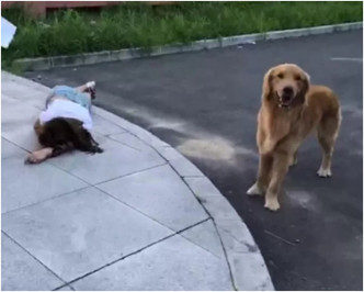 少女暈倒街頭金毛尋回犬在她身邊不停轉圈。