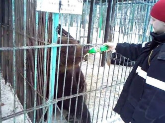 一名男子在籠外持着一樽水餵熊。網圖