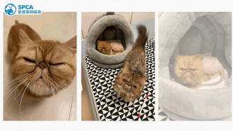 其中3隻情況較穩定的貓咪已被送往暫養。圖：愛護動物協會