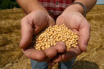 美国大豆成为中国制裁对象之一。AP图片