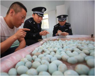 410枚白鹭鸟蛋中部分鸟蛋已经孵化。