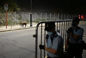 警方用铁马将铁丝网外的野猪围困起来。