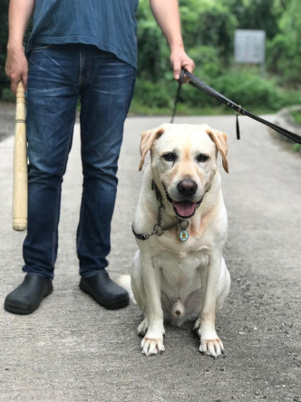 图为导盲犬「Google」。FB专页「香港动物报」图片