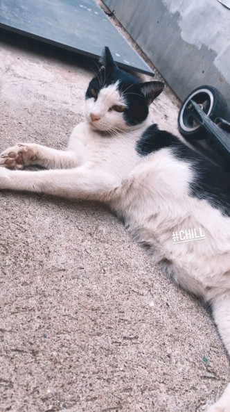梁諾妍為大澳貓貓拍照。
