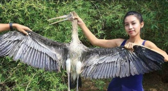 她还吃了苍鹭，受到柬埔寨法律保护的动物。