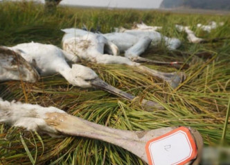白琵鷺被毒殺。網圖